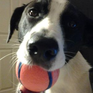 Meet your Posher, Laurie